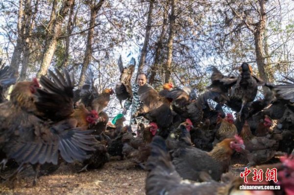 鸿泰利创 江西崇仁：凝聚统战“新”力量 助推麻鸡产业“出圈”
